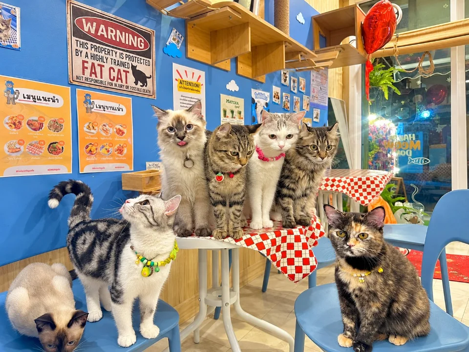 Whisker Stay Cafe & Hotel (วิสเกอร์สเตย์แคทคาเฟ่) รูปภาพร้าน 1